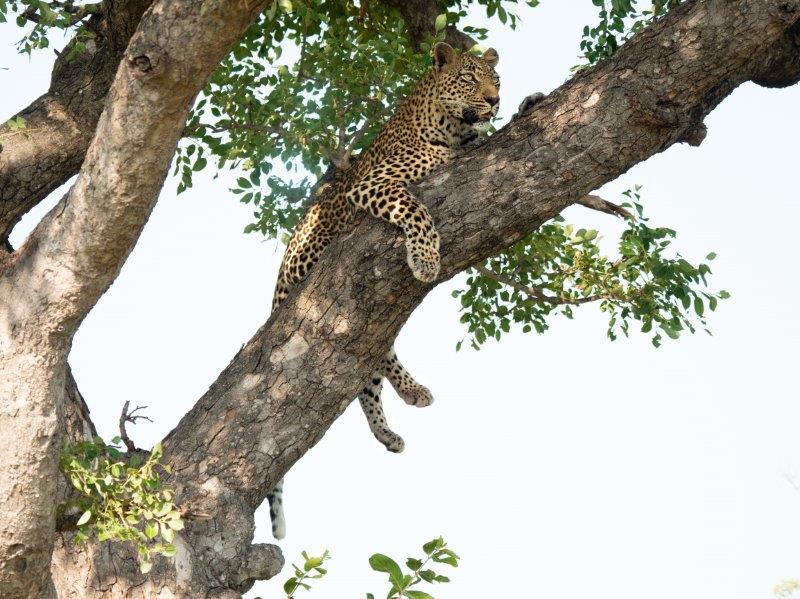 Leopard in tree Sabi Sands