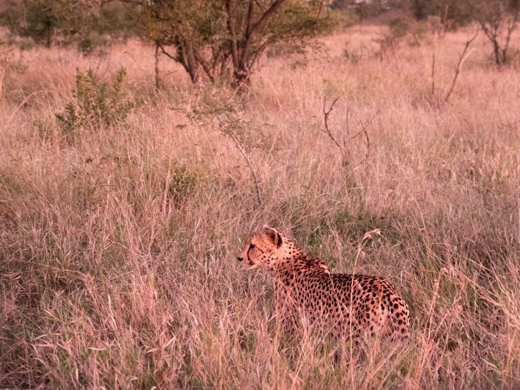 Cheetah at dusk Manyeleti Reserve