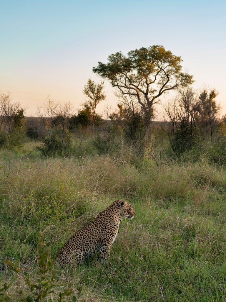 Leopard at sunset at Manyeleti Reserve