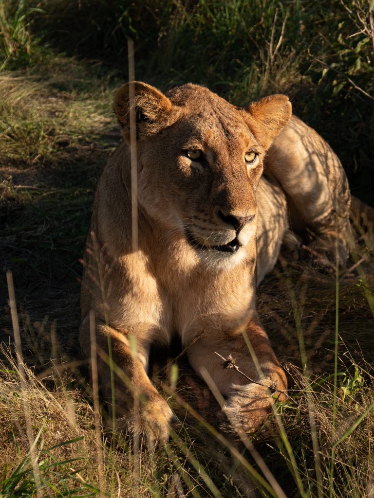 Lioness at Manyeleti Reserve