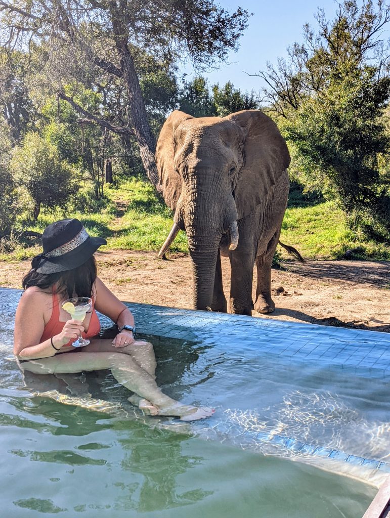 Drinking margarita in Mantobeni Lodge pool with elephant in background