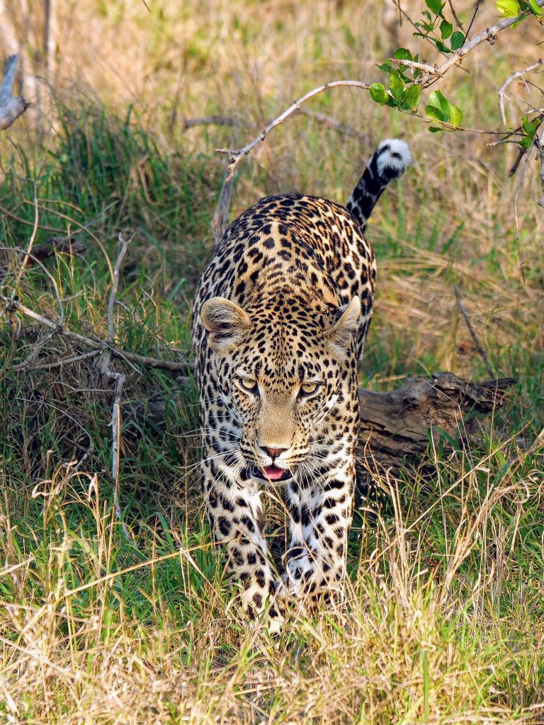 close up of leopard looking at camera at Londolozi