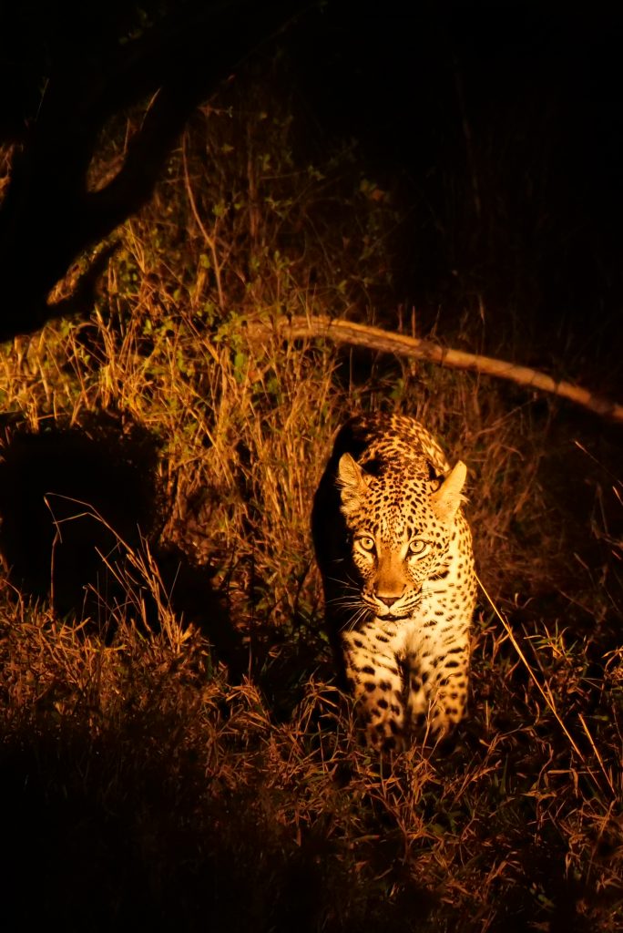 Leopard walking in spotlight at night in Sabi Sands