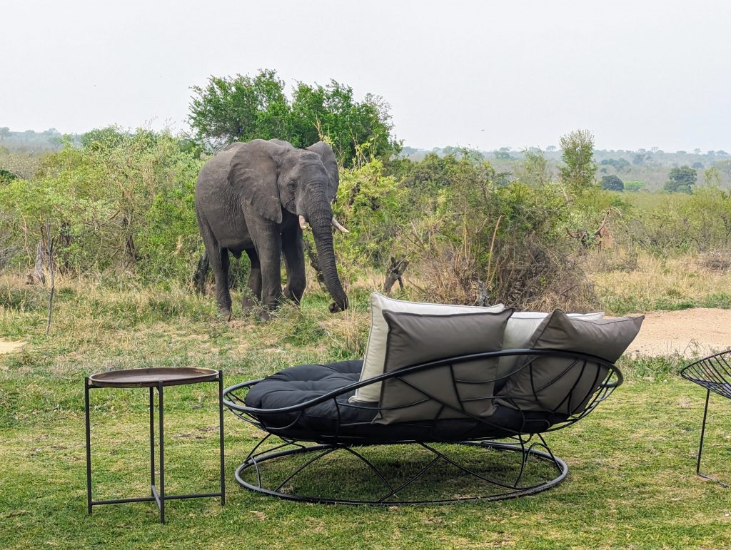 Elephant in camp at Sabi Sabi Earth Lodge