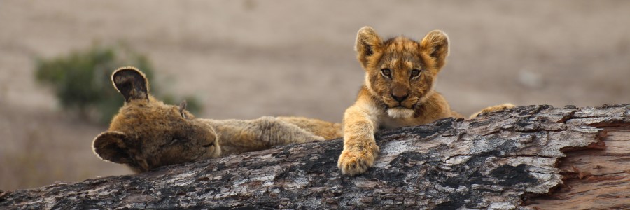 lion cubs kumana dam