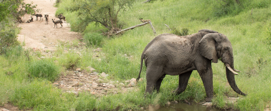 Elephant and wild dogs