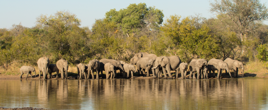 Timbavati Elephants