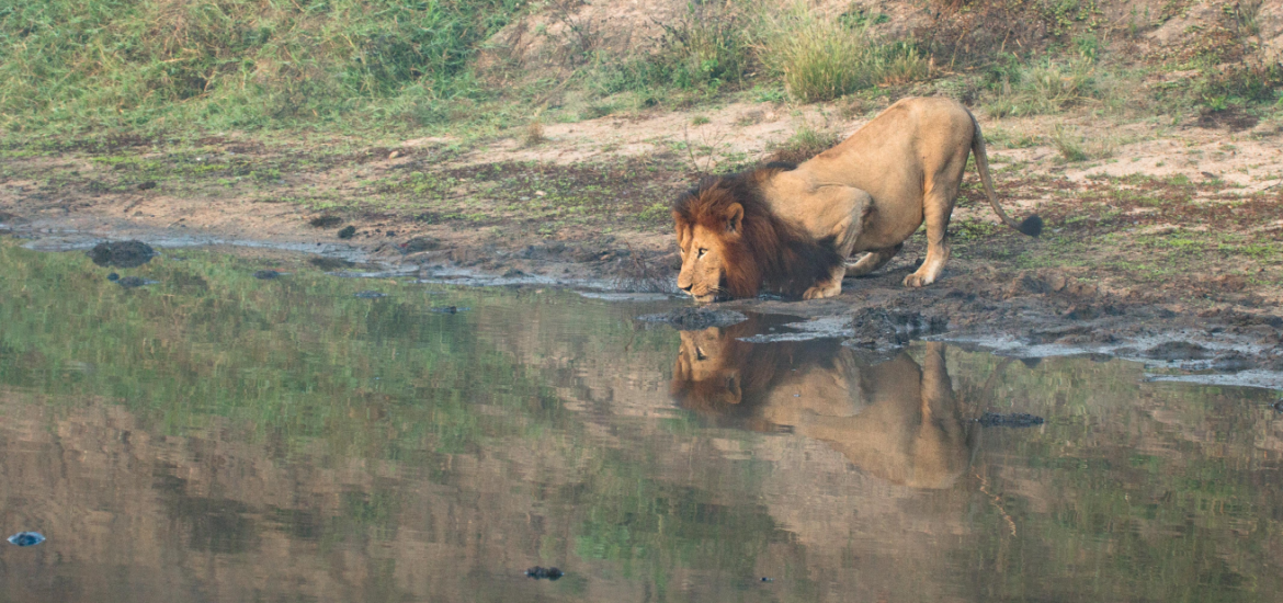 lion drinking Elephant Plains