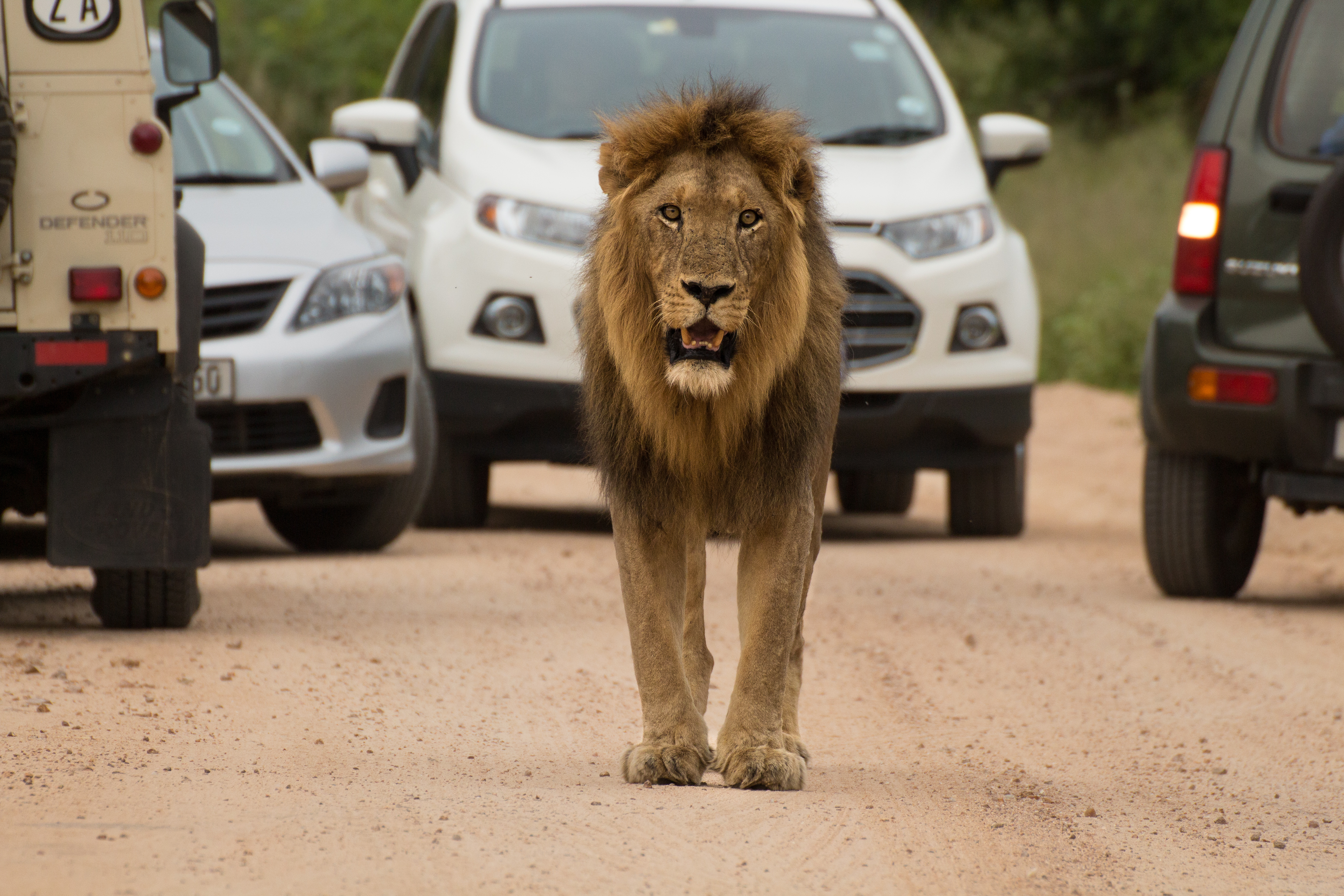 Male lion walking on road in Kruger