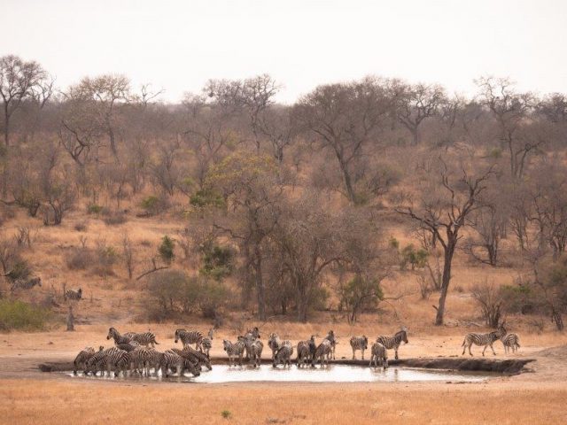 Zebras drinking at Nkorho waterhole