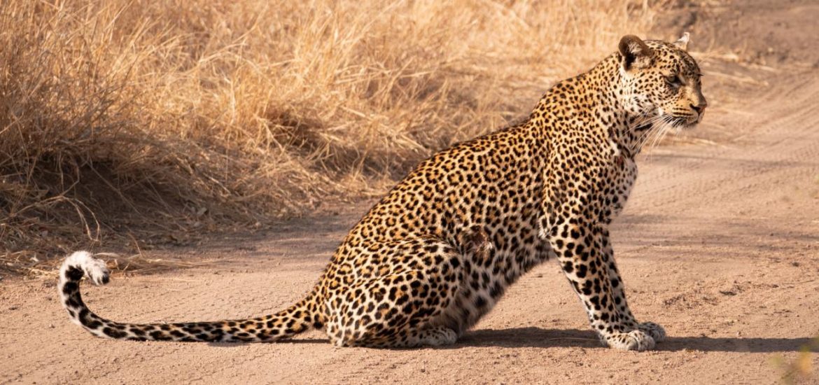 Leopard sitting on dirt road