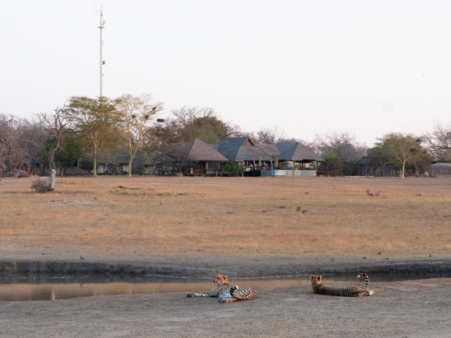 Cheetahs by Nkorho waterhole with lodge in background