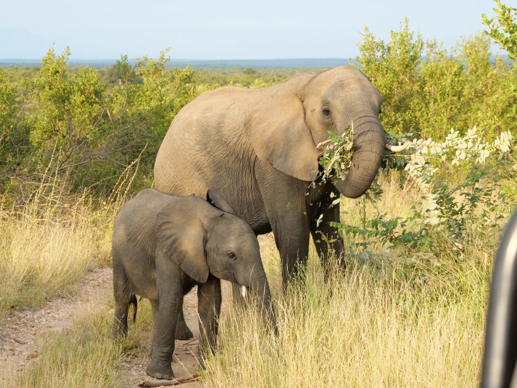 Elephants eating in Klaserie