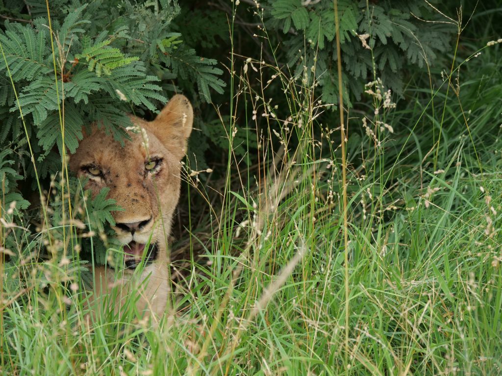 Lioness peeking out of bushes Klaserie
