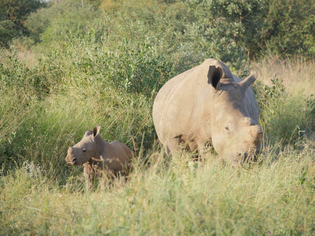 Rhino and baby Klaserie
