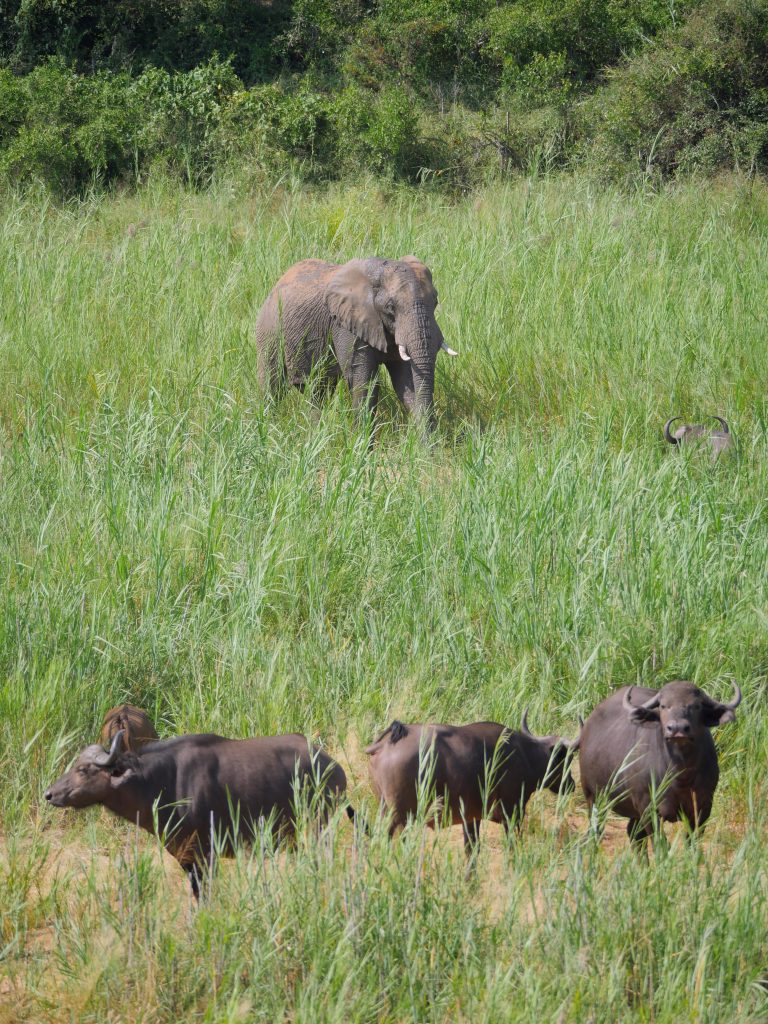 Buffalo and elephant in Klaserie River