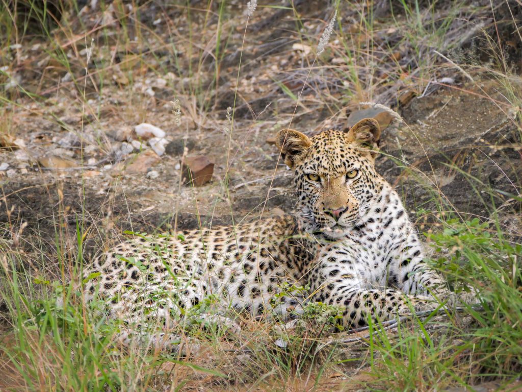 Leopard in Klaserie