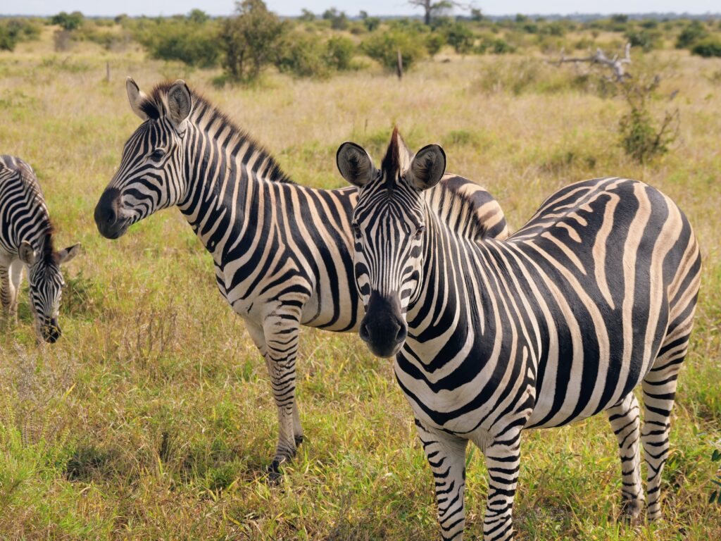 Two zebras in Timbavati