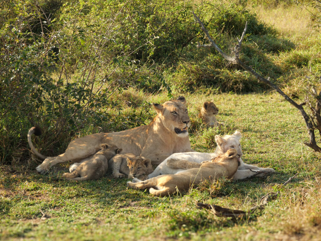 Lions at Timbavati including white lion cub