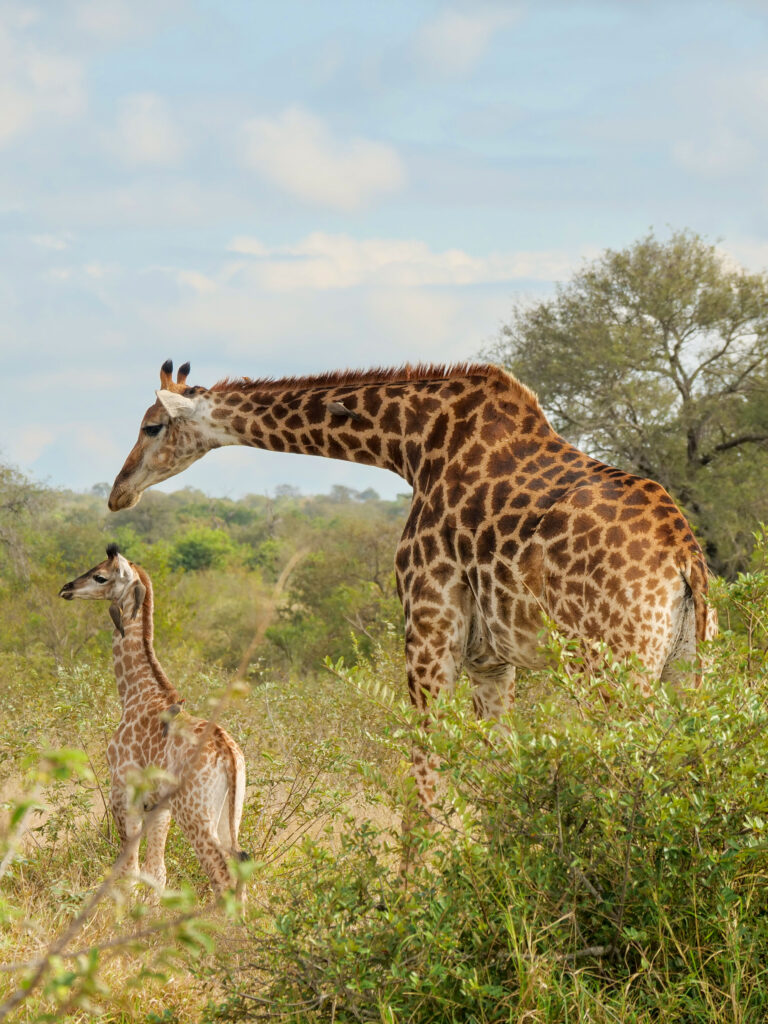 Adult giraffe leaning down to touch baby giraffe