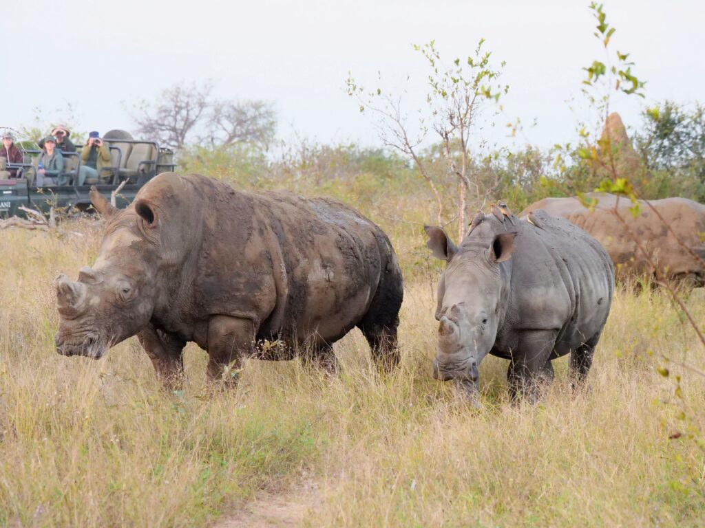 Two rhinos with game viewer in background