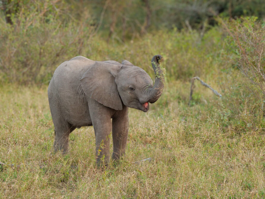 baby elephant Klaserie