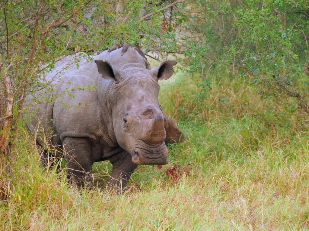 Rhino in Klaserie Private Nature Reserve