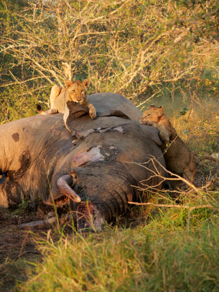 Lion cubs on elephant kill at Klaserie