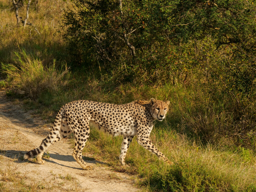 Cheetah in Klaserie 