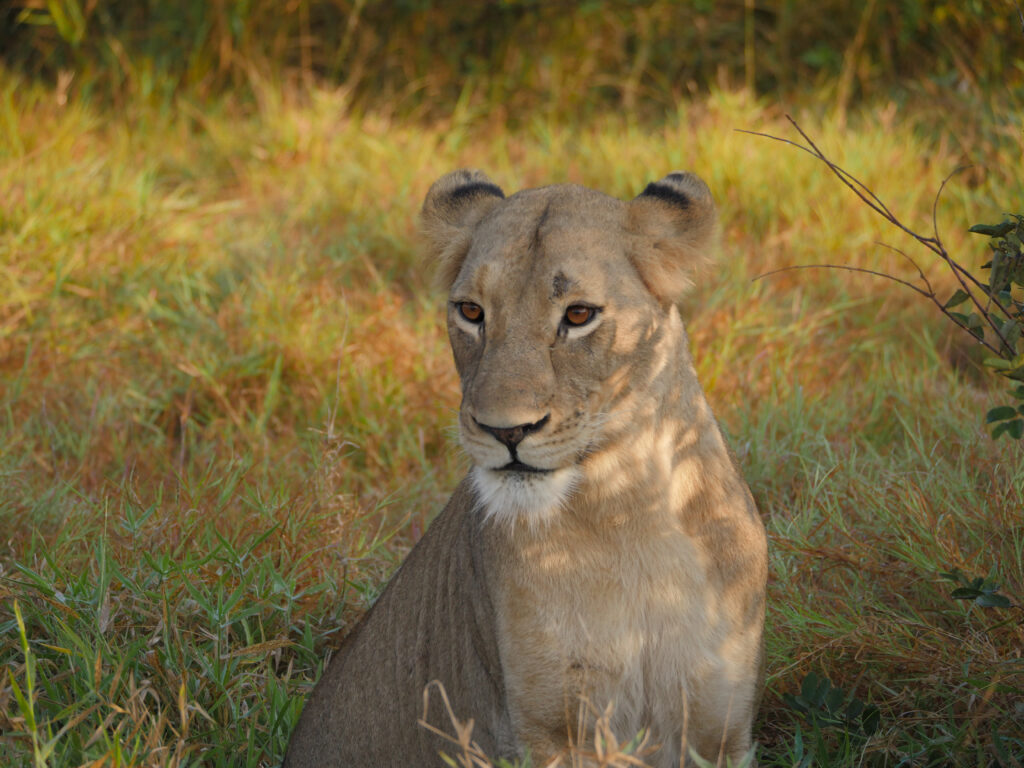 Lioness close up in Timbavati