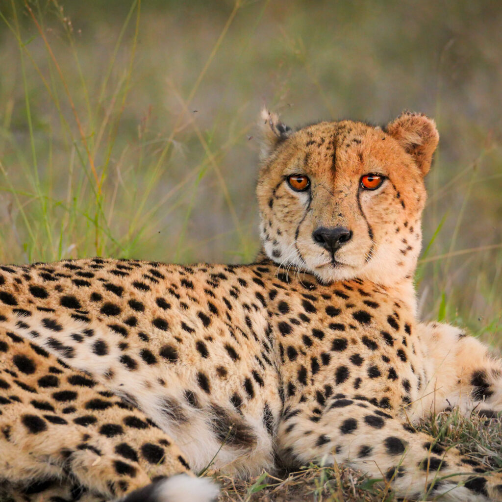 Cheetah staring into camera in sunset light