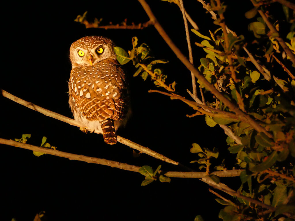 Pearl Spotted Owlet at night