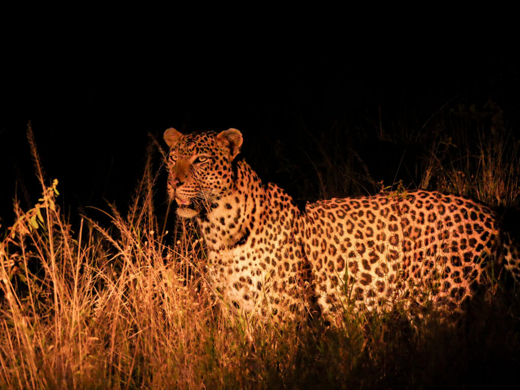Leopard at night