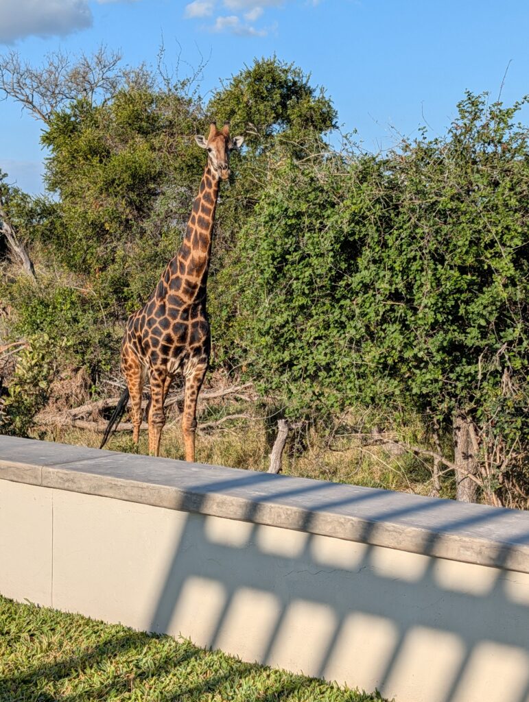 Giraffe feeding at RockFig Safari Lodge