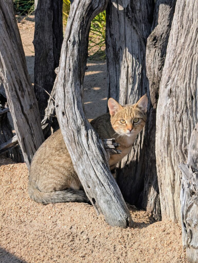 African Wild Cat at Baobab Ridge