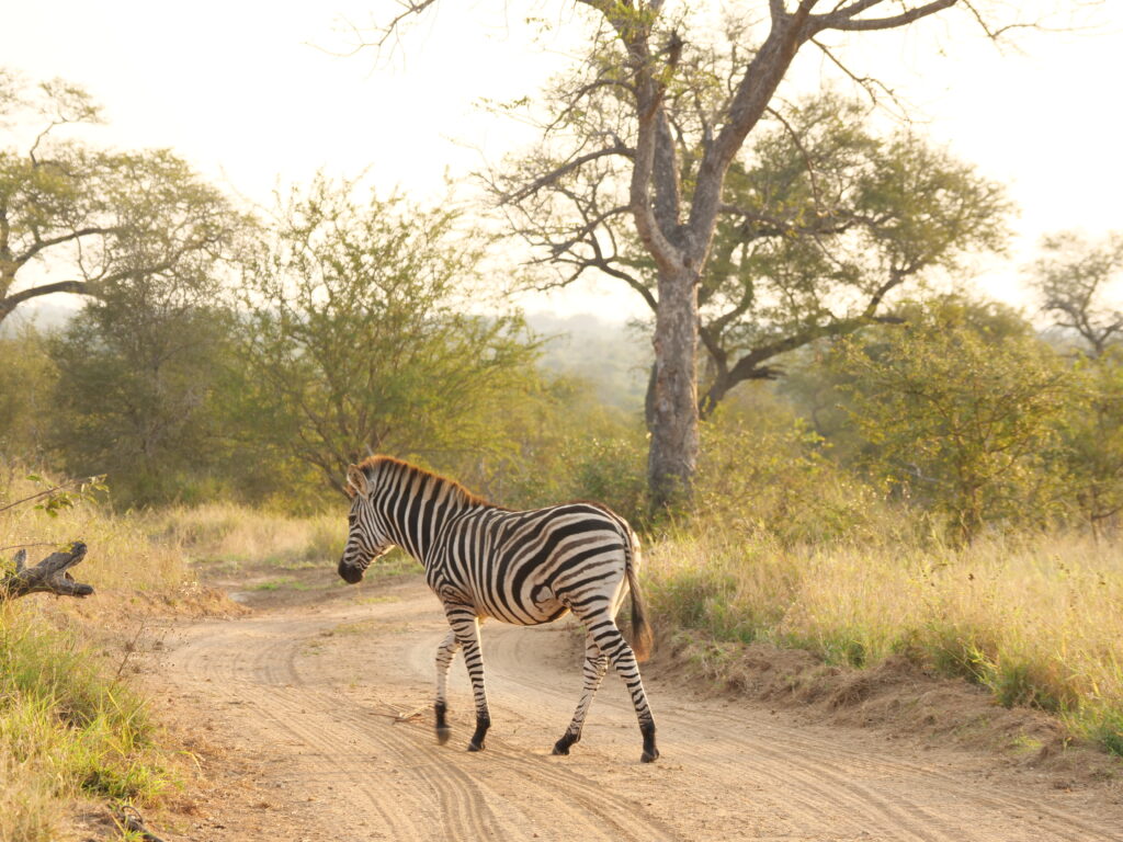 Zebra foal Timbavati