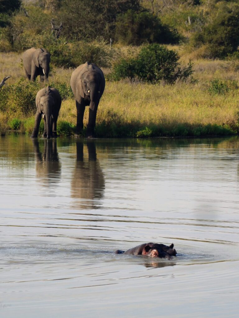 Hippo in river in front of elephants drinking Timbavati