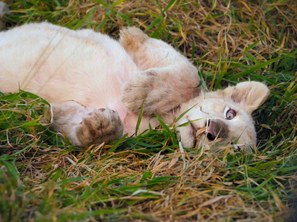 White lion cub Timbavati