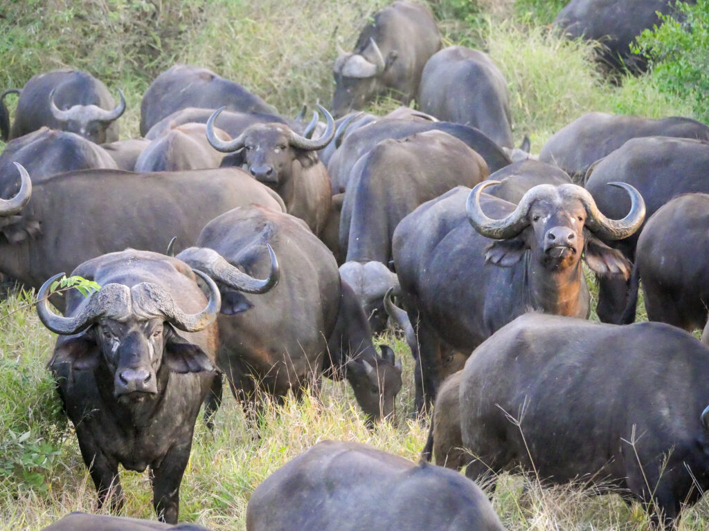 Buffalo Timbavati