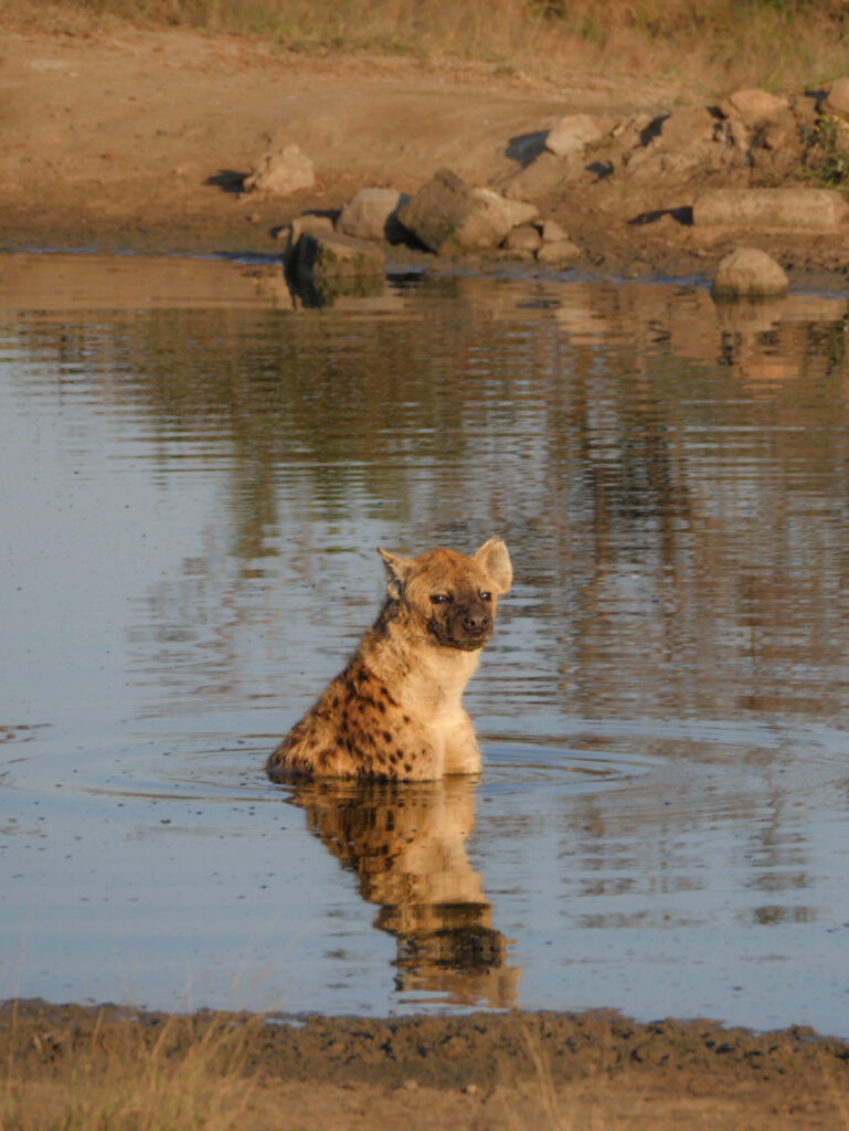 Hyena swimming in water timbavati