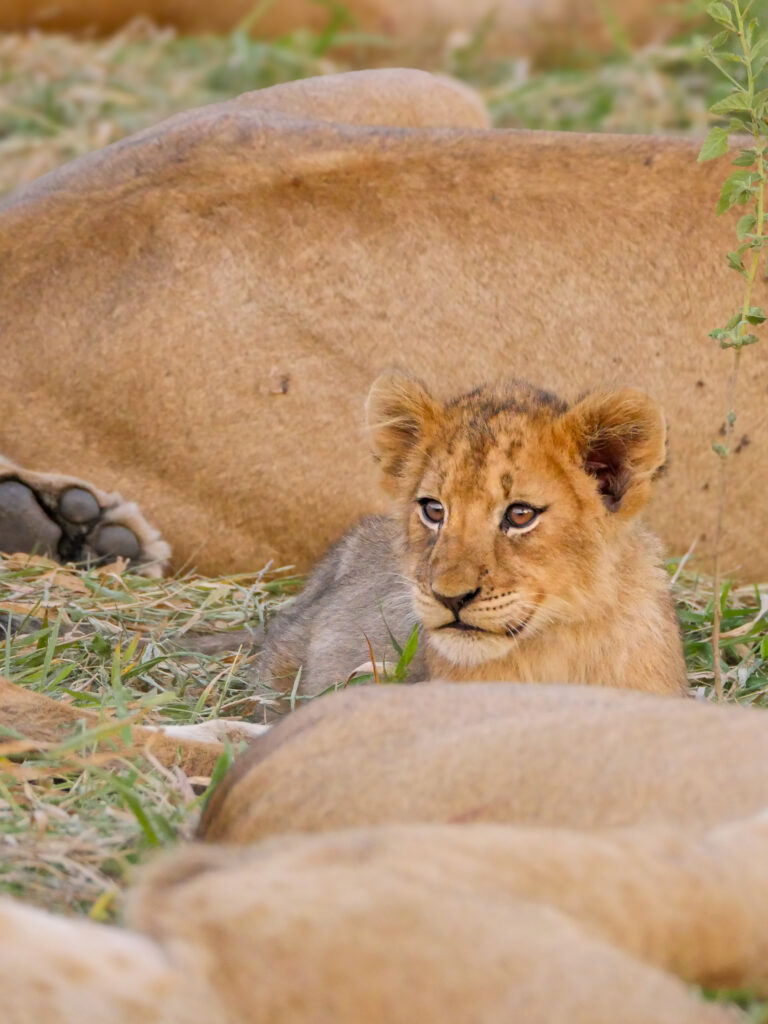 Lion cub Timbavati