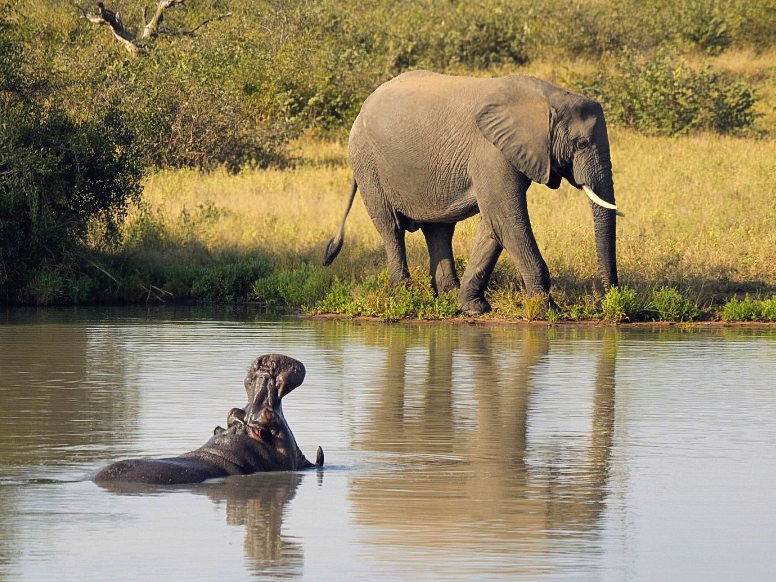 Hippo and elephant timbavati