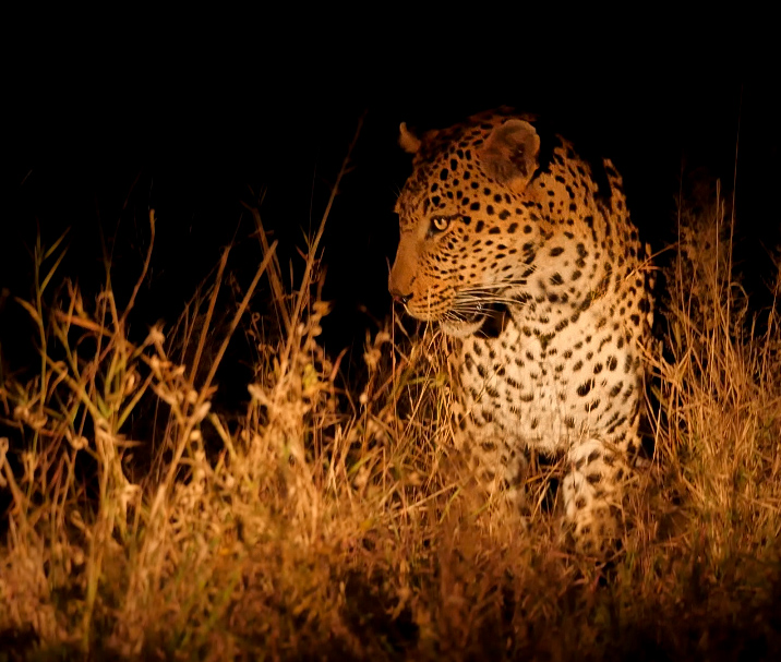 Leopard at night Timbavati