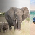 Ultimate safari and beach combination